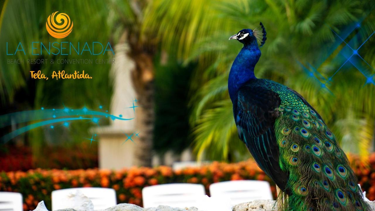 La Ensenada Beach Resort Tela Zewnętrze zdjęcie